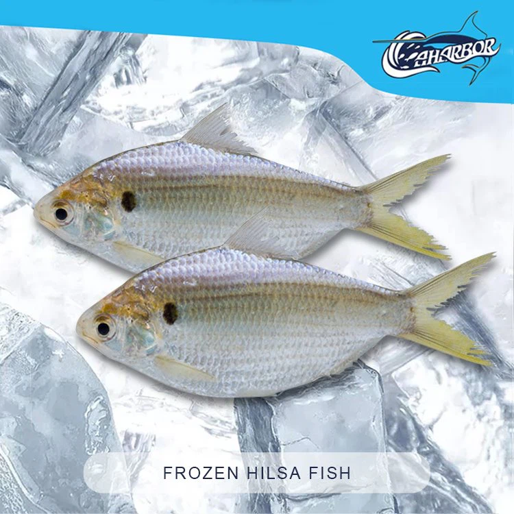 Frosinn Hilsa fiskur