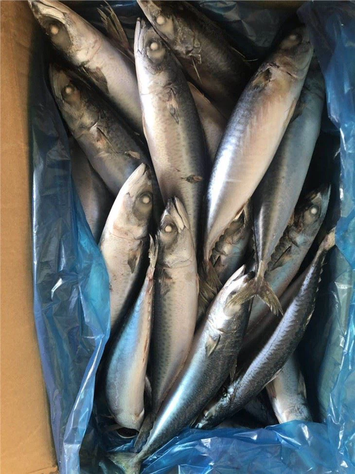 Chub Mackerel