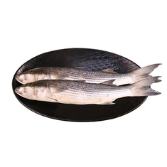 Frosinn Gray Mullet