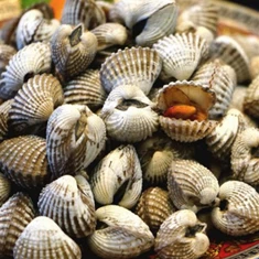 Frosinn Scapharca Subcrenata
