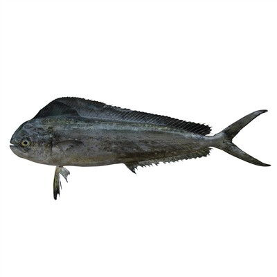 MAHI MAHI - Coryphaena hippurus - höfrungur