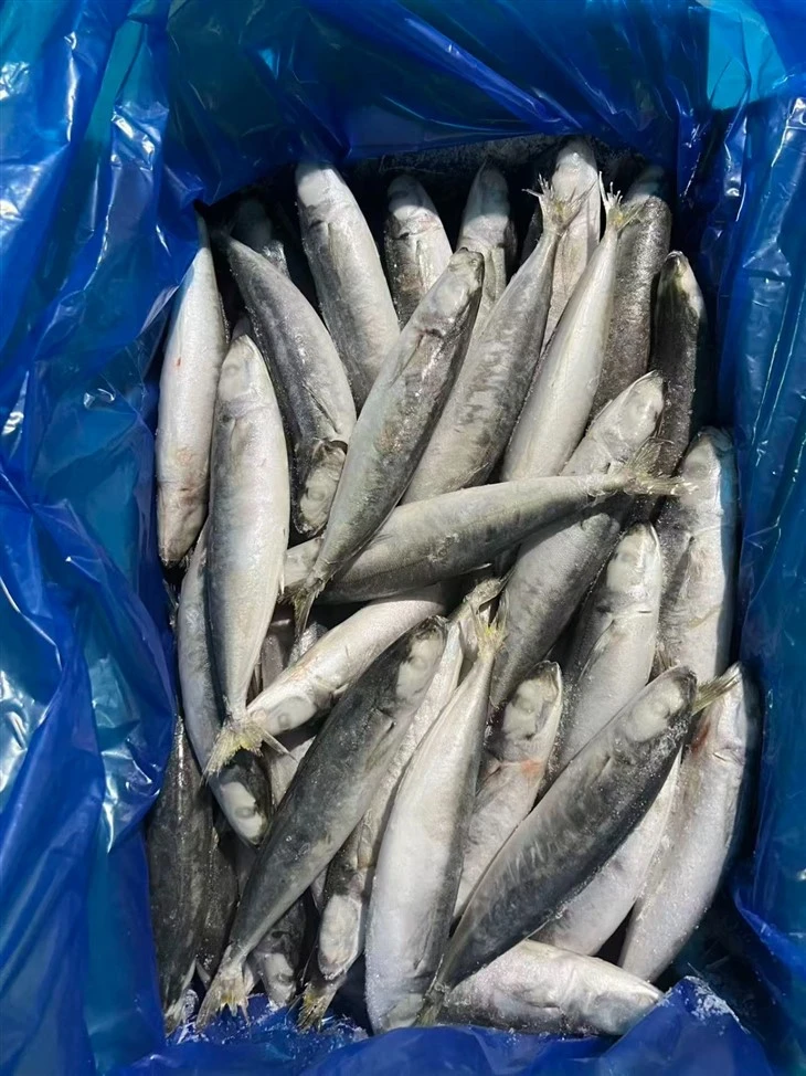 Frozen Decapterus Scad Fish price