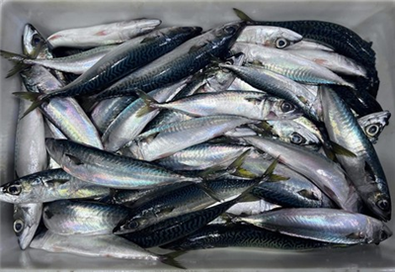 Markaður fyrir frosinn makríl vex í Kóreu